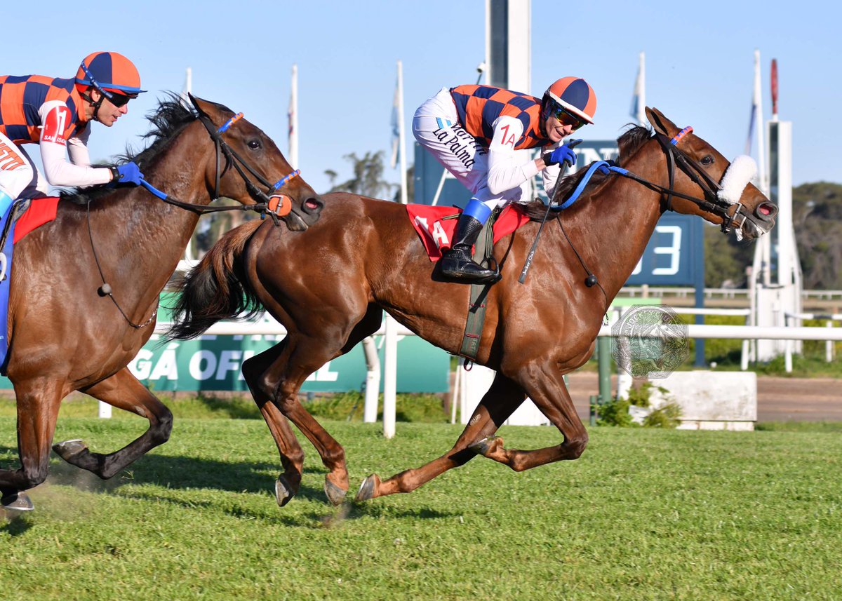 HipodromoSI's tweet photo. ✅ En el @HipodromoSI se disputó el #ClásicoBayakoa (L - 1400 metros), donde se impuso #MaggieMay (Brz., Agnes Gold), del #StudRDI, entrenada por #AlfredoGaitánDassié y dirigida por #MartínLaPalma. https://t.co/18I0JzafRY