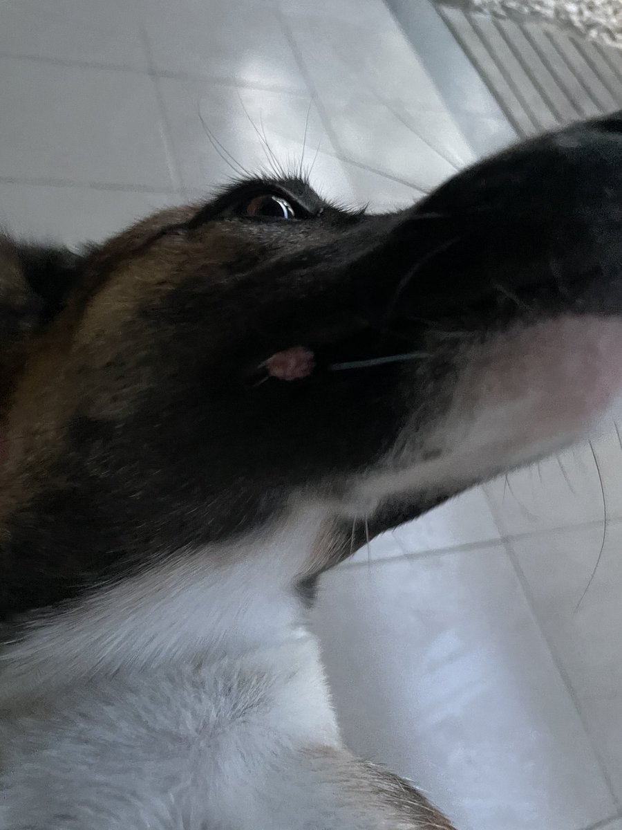 BellaBalidogNFT's tweet photo. A hard day for Bella. She got cancer on her mouth and we did a surgery for her. She was lucky because I noticed cancer early. Stray dogs don’t have anyone to take care of their health. That’s why we are doing this project -  to be there for the street dogs in Bali❤️ https://t.co/TG0RKtwhvC