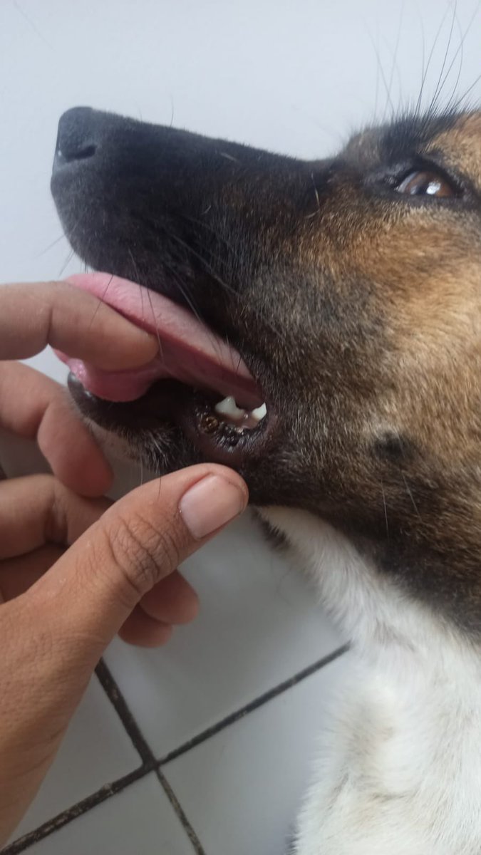 BellaBalidogNFT's tweet photo. A hard day for Bella. She got cancer on her mouth and we did a surgery for her. She was lucky because I noticed cancer early. Stray dogs don’t have anyone to take care of their health. That’s why we are doing this project -  to be there for the street dogs in Bali❤️ https://t.co/TG0RKtwhvC