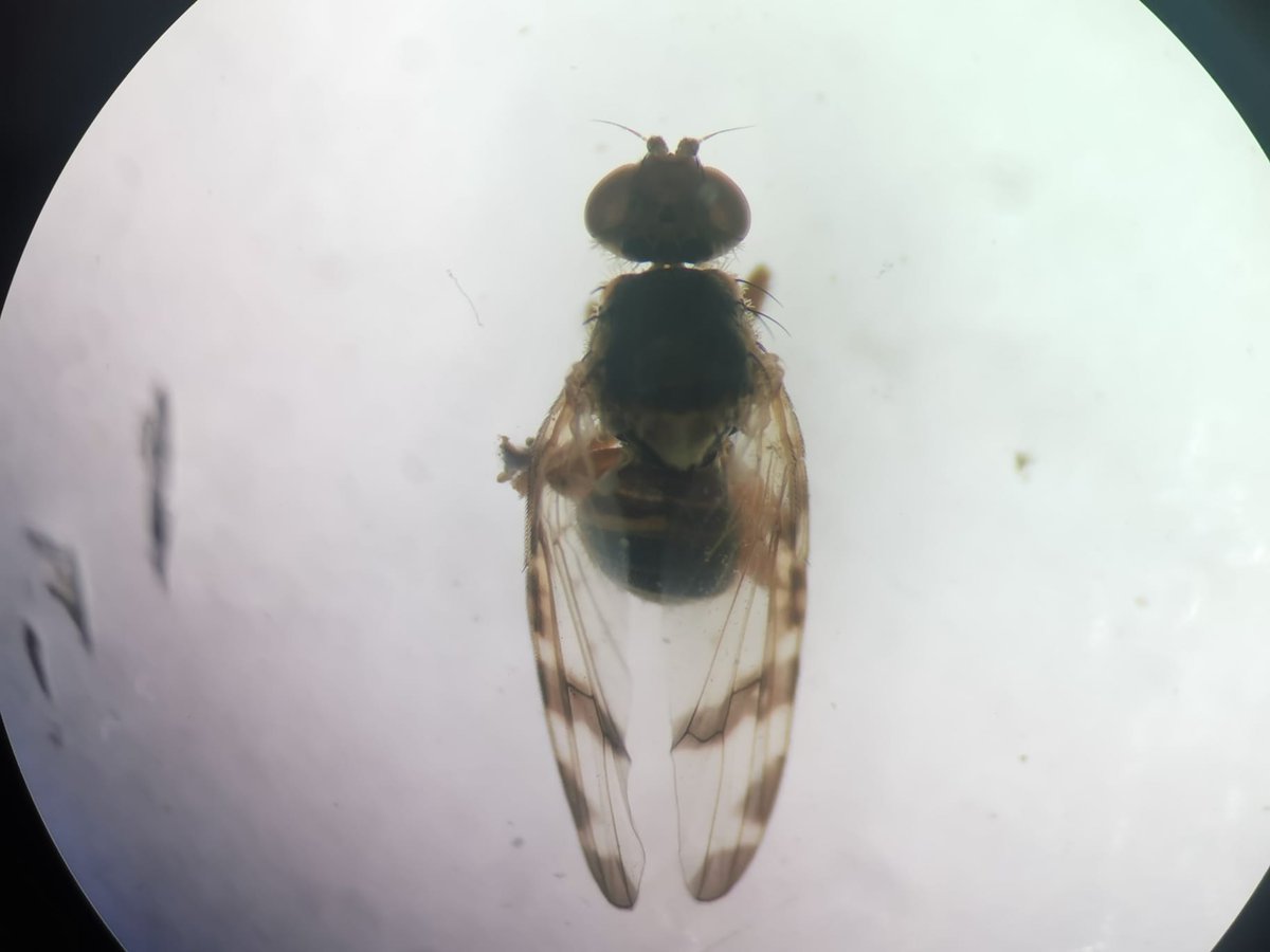 mikel_heredia's tweet photo. Proyecto:  insectos bioindicadores de la fundación Biodiversidad: entre los objetivos se encuentra la "Identificación de especies de insectos de interés mediante barcoding ". Ya hemos empezado con la extracción del ADN de formícidos, tefrítidos y ortópteros. @ento_e @ZoologiaUIB https://t.co/TTfpimVy0l