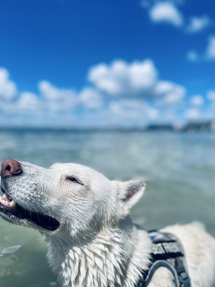 _cribabi's tweet photo. Jynnie’s first time in the ocean 🌊😍 https://t.co/1CT25jSlc4