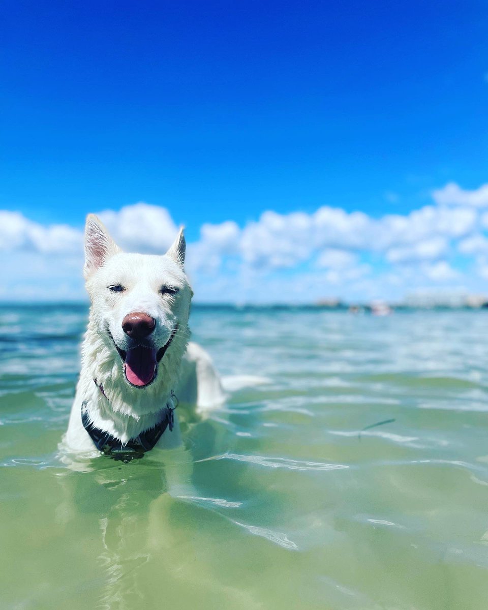 _cribabi's tweet photo. Jynnie’s first time in the ocean 🌊😍 https://t.co/1CT25jSlc4