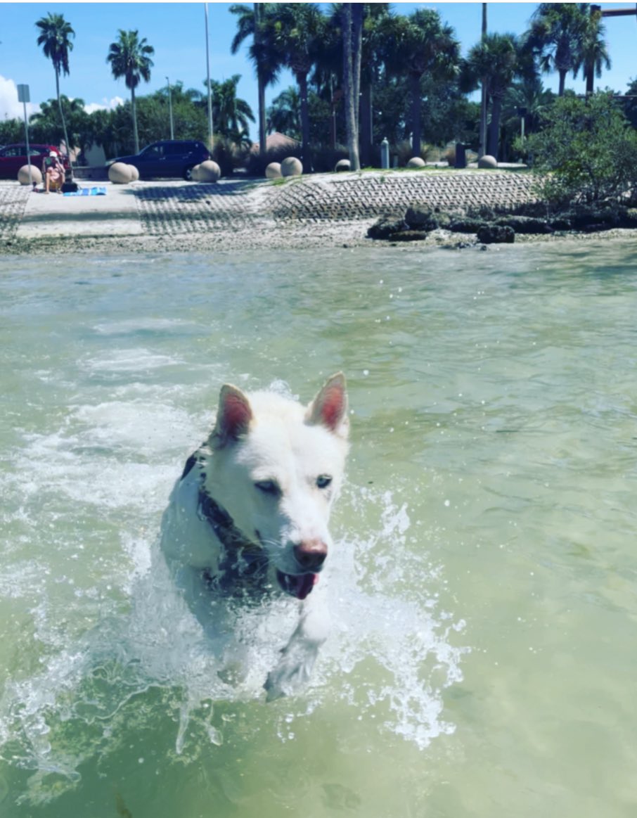 _cribabi's tweet photo. Jynnie’s first time in the ocean 🌊😍 https://t.co/1CT25jSlc4