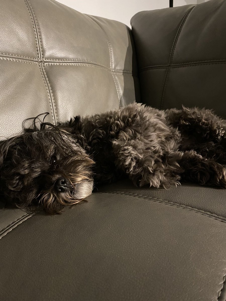 oh, to be a puppy on a couch on a Saturday night