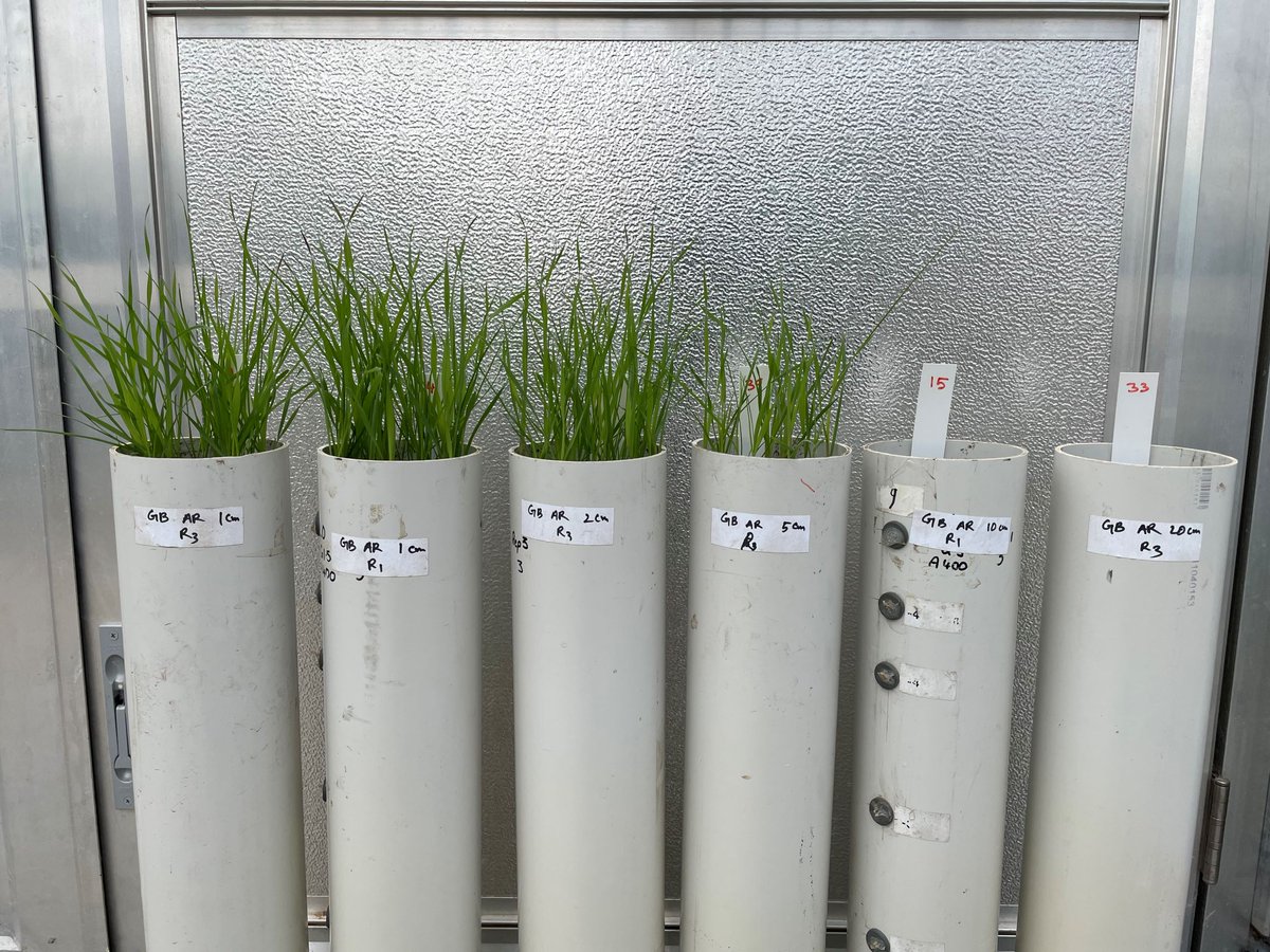 DPIRDbroadacre's tweet photo. Mouldboard plough 🤔 Great for annual ryegrass control, not so good for great brome control. Learn more about weeds and soil amelioration at our Williams Field Day on Sept 14 @GRDCWest https://t.co/jXKkW6bWkW https://t.co/lrn7WrUjTn