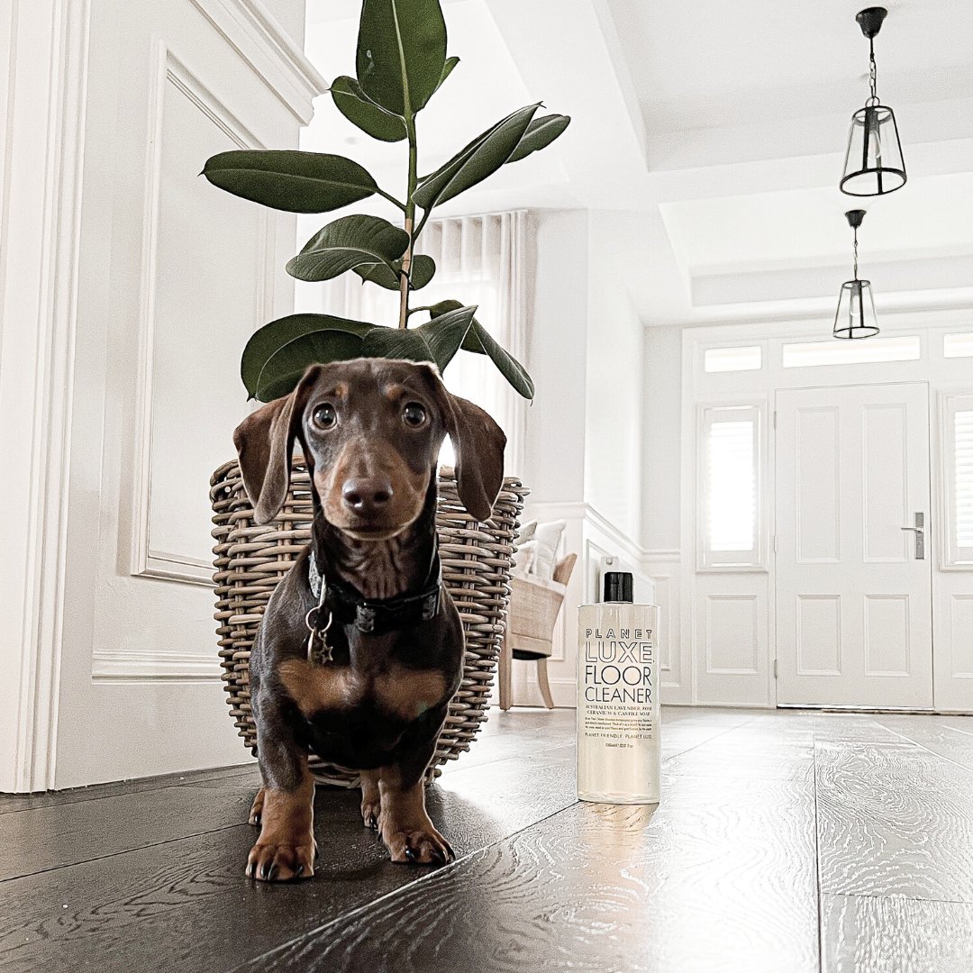 Oh the cuteness. Can't cope. 
Our floor cleaner being totally overshadowed! #PlanetLuxe
.
#cutedogs #puppylove #floorcleaner