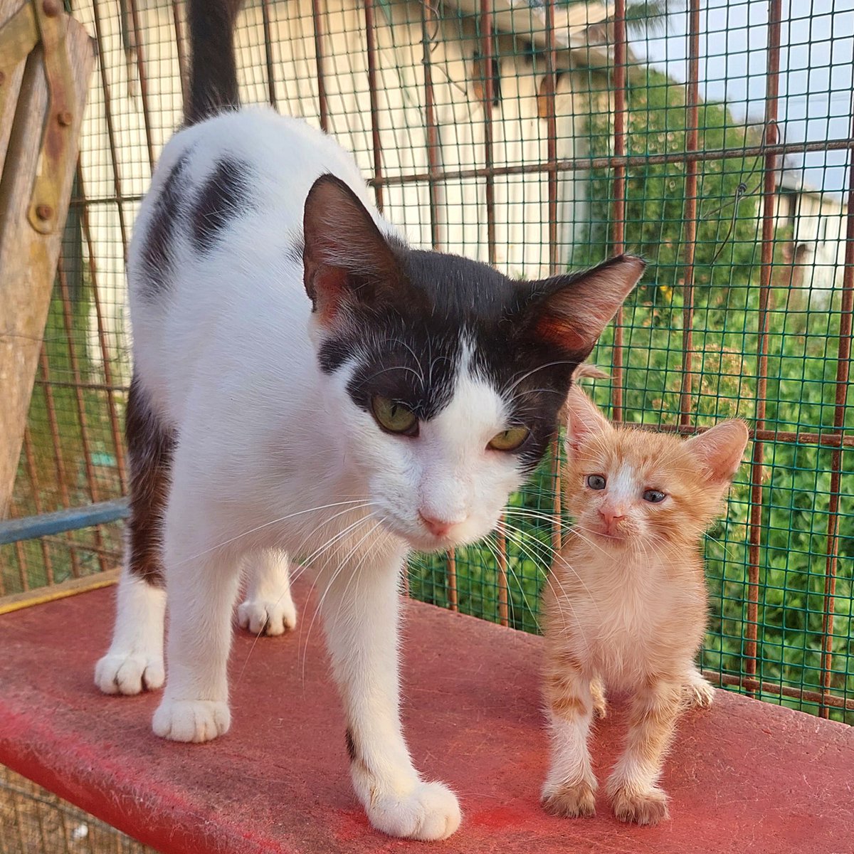 chachi_haven's tweet image. Because it's just too cute not to share, here's some more pictures of the new kitten and Lazer together today. 😻