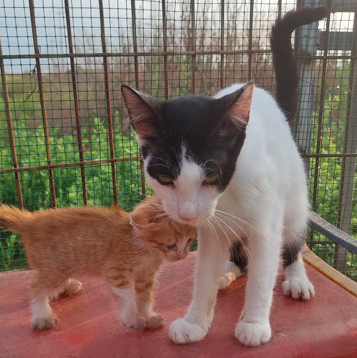 chachi_haven's tweet image. Because it's just too cute not to share, here's some more pictures of the new kitten and Lazer together today. 😻