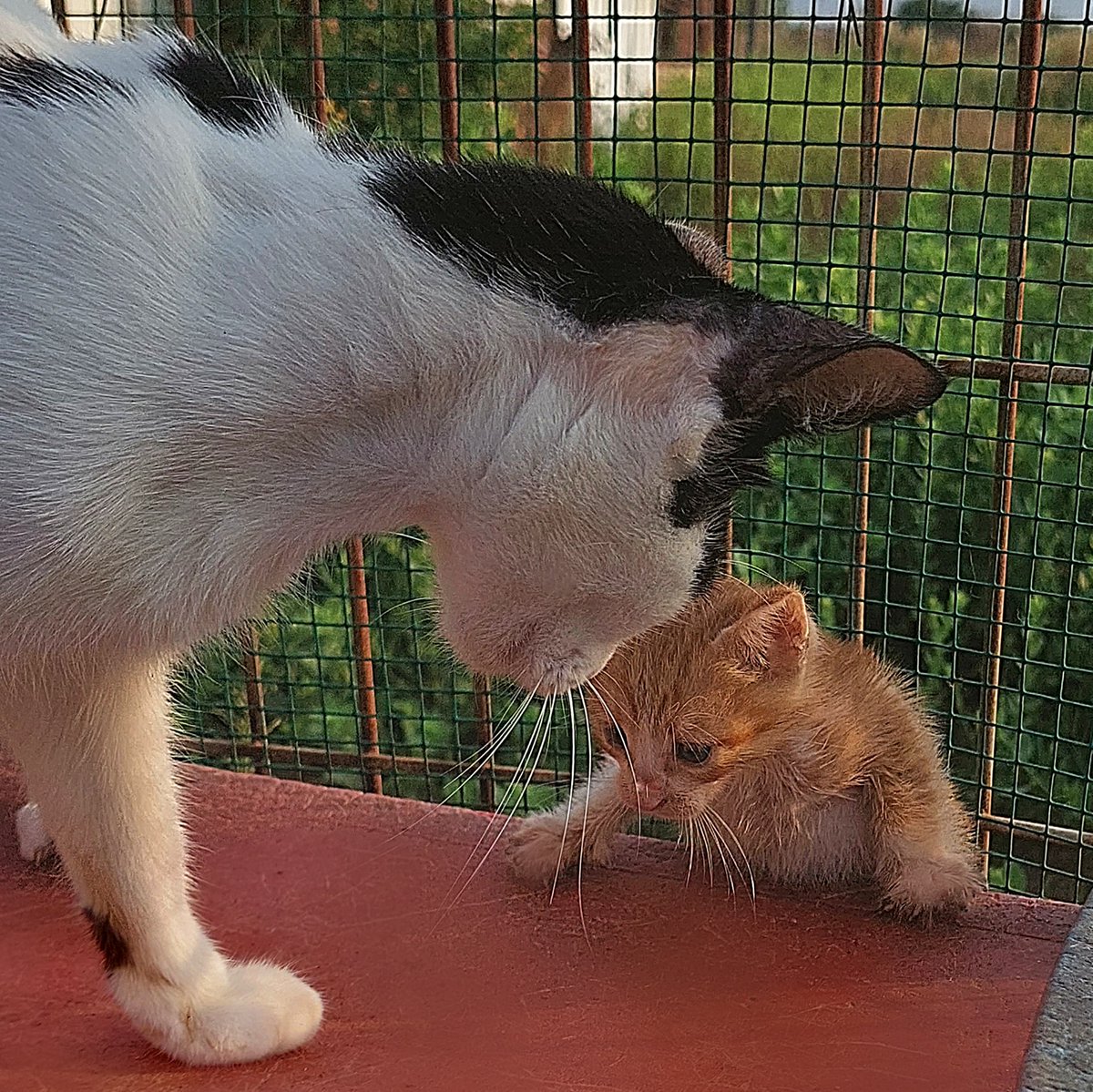 chachi_haven's tweet image. Because it's just too cute not to share, here's some more pictures of the new kitten and Lazer together today. 😻
