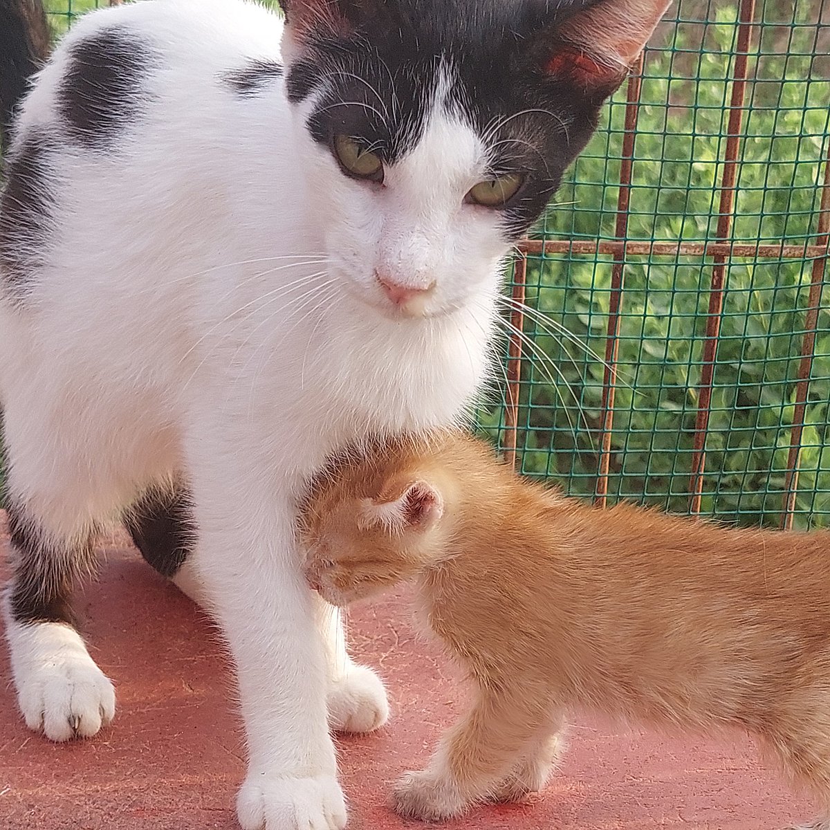 chachi_haven's tweet image. Because it's just too cute not to share, here's some more pictures of the new kitten and Lazer together today. 😻