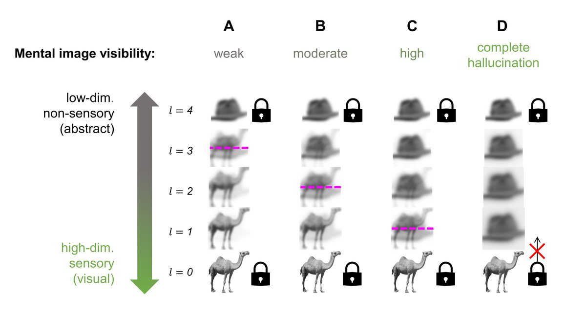 Alexander Sulfaro (Alex) (@hereforpapers) on Twitter photo Why do mental images look different to real images, and to hallucinations? Our new #preprint answers these questions by considering a simple premise: mental imagery never occurs in a vacuum.
Check it out: doi.org/10.1101/2022.0…
With <a href="/amandarob10/">Amanda Robinson</a> & <a href="/CompCogNeuro/">Thomas A Carlson</a>
#mentalimagery Why do mental images look different to real images, and to hallucinations? Our new #preprint answers these questions by considering a simple premise: mental imagery never occurs in a vacuum.
Check it out: doi.org/10.1101/2022.0…
With <a href="/amandarob10/">Amanda Robinson</a> & <a href="/CompCogNeuro/">Thomas A Carlson</a>
#mentalimagery