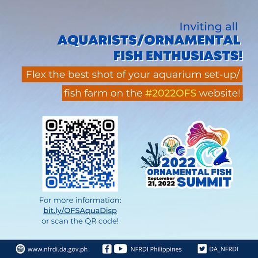 DA_NFRDI's tweet photo. We are inviting aquarists or ornamental fish enthusiasts to flex the best shot of their aquarium set-up/fish farm and we will promote it on the 2022 Ornamental Fish Summit (OFS) website
For more information: https://t.co/Dk4tQ9oqoY
or scan the QR code!
#2022OFS #MANAMo https://t.co/7trwizd4Wz
