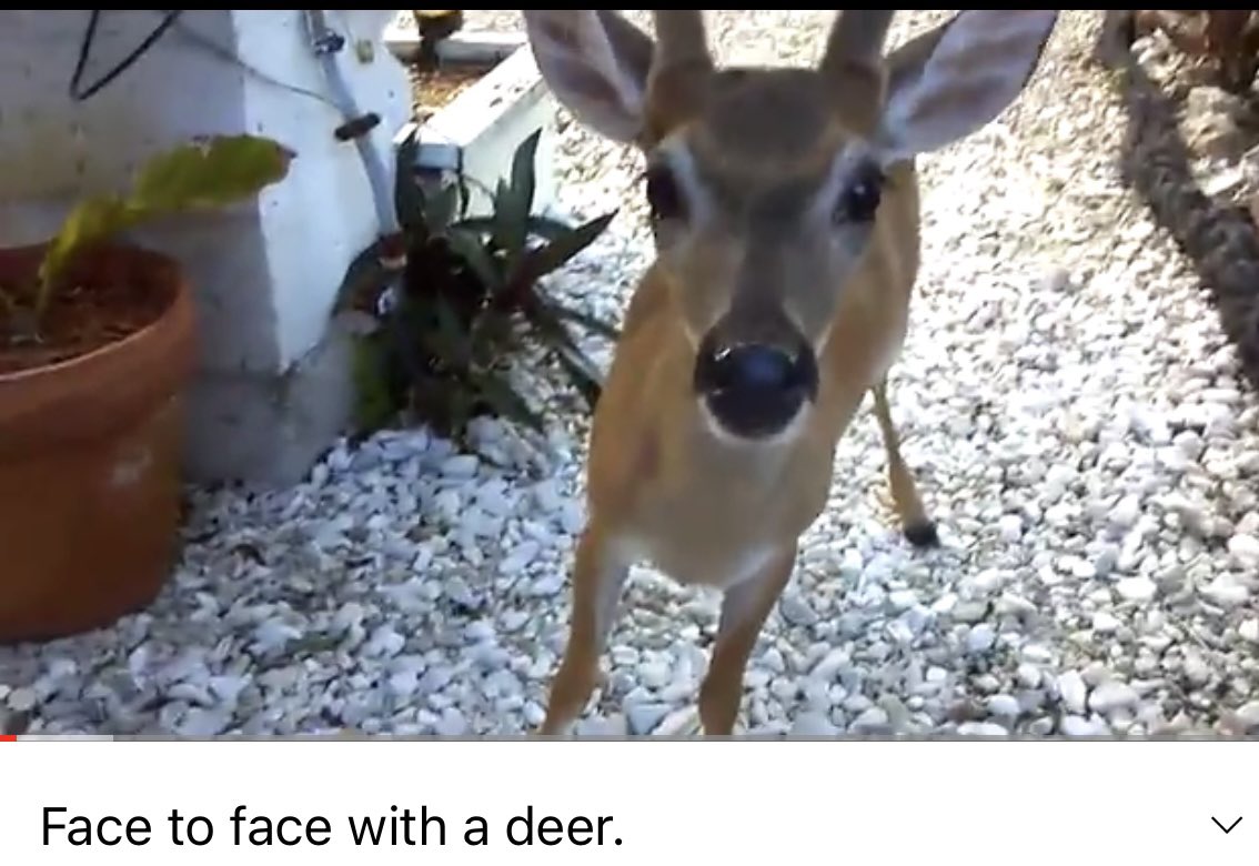 kathleen_hanley's tweet image. episode 3 spoilers with no context #HouseOfTheDragon #HouseOfTheDragon #HOTD