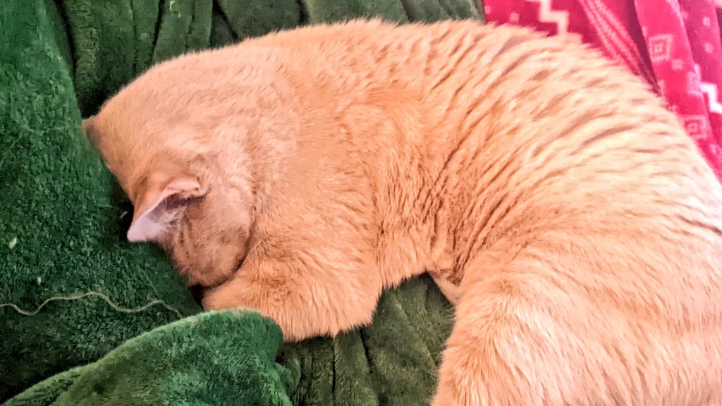 pringlebrazell's tweet photo. Mommy is watching @parksandrec. Which means... I gets naps and cuddles!
#workhardsleephard #catnap #CatsOfTwitter #cats https://t.co/nVPqHHETfA