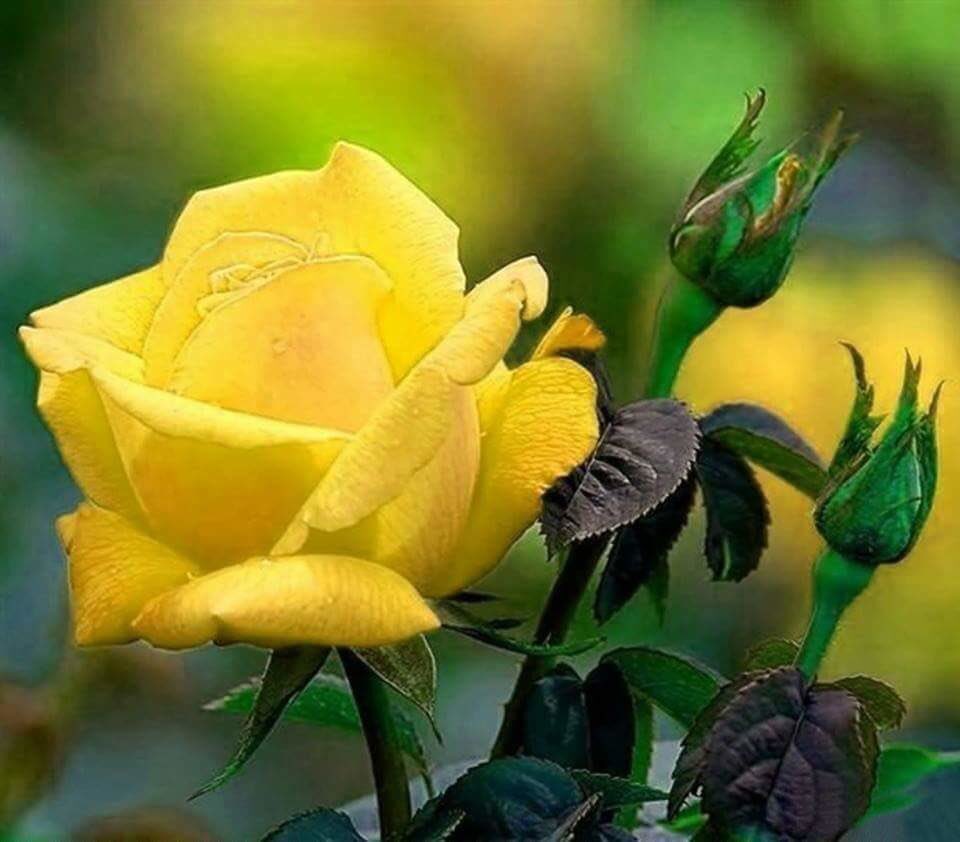 Лето желтые розы природа