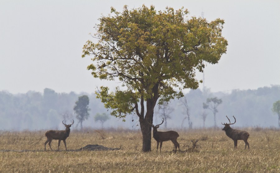 XHNews's tweet photo. Officials and conservationists call for collective actions to address the snaring crisis to protect wildlife in Cambodia #ZeroSnaringcampaign https://t.co/z4U6Z0es8Q https://t.co/BD6MnDUT5U