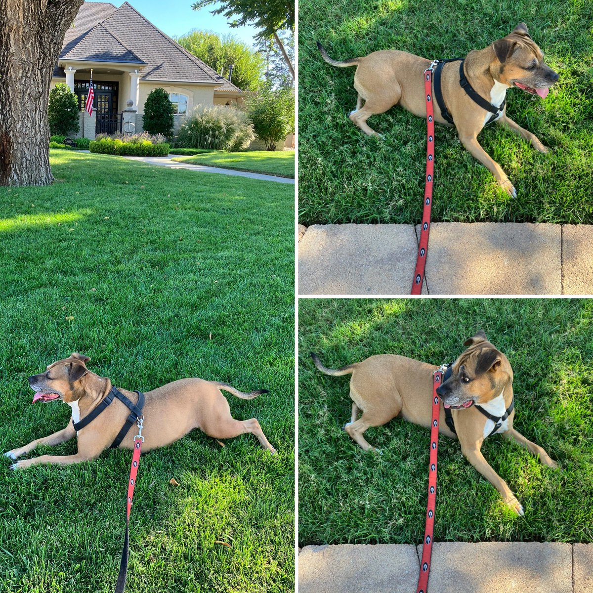 JoshKivett's tweet photo. Oklahoma Humidity - 1, Nichols Hills Brown Dog - 0. Maggie is one tired and hot pup, but she’s a #HappyHound for sure. #WalksWithDad #BeastMode https://t.co/ObU5GpnQNJ
