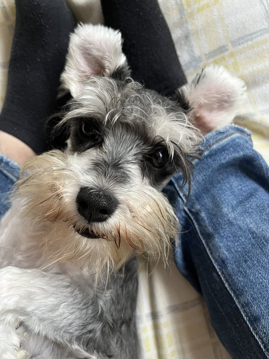 Domingo de descanso 🦥