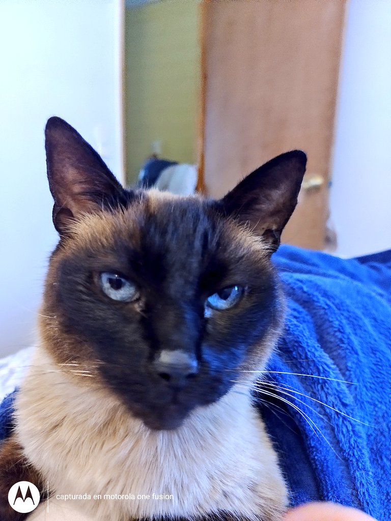 Mi HARU 💕 esperando el triunfo del APRUEBO..aunque su cara no lo diga está feliz 😂