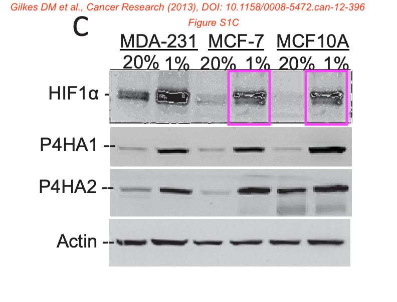 Elisabeth Bik tweet media