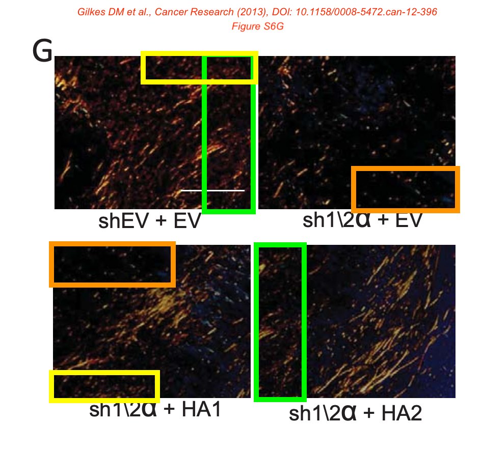 Elisabeth Bik tweet media