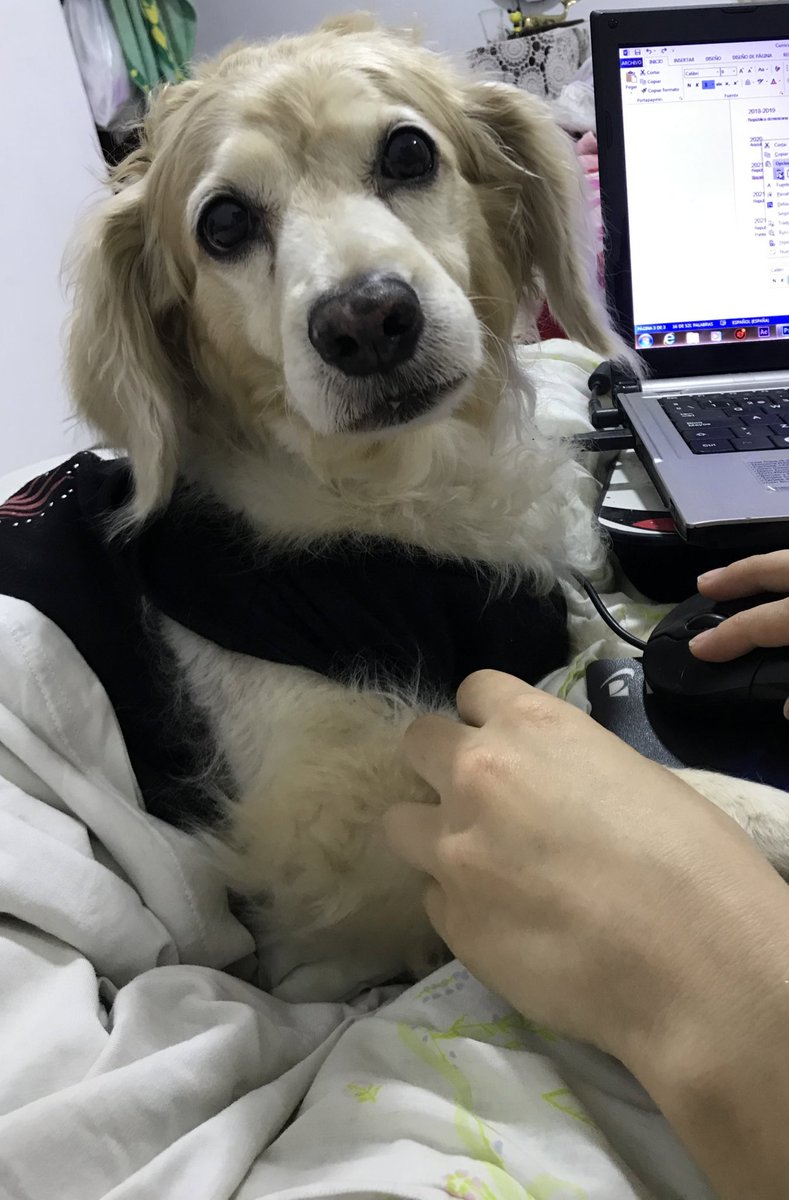 Mokagil93's tweet photo. Hola humanos lindos ✨soy Honny la dragón de escama peluda! 🐉🦮recuerdan mi accidente? 🦴🐾Bueno resulta que me toca operación😖xfa denle RT, mi mamá estará ofreciendo sus servicios como diseñadora gráfica a muy bajo costo para costear mi operación, me ayudan? 🙏💚🥹 https://t.co/B08hIvBRFJ