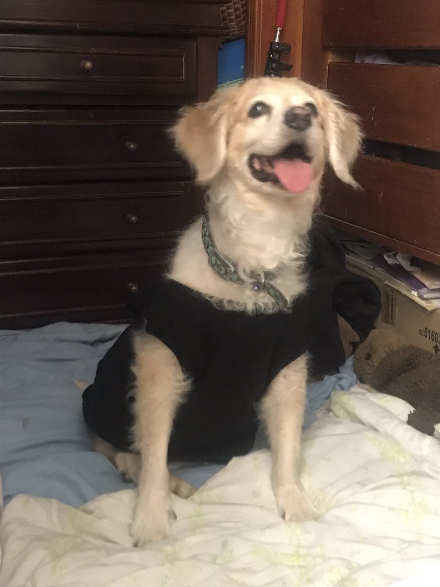 Mokagil93's tweet photo. Hola humanos lindos ✨soy Honny la dragón de escama peluda! 🐉🦮recuerdan mi accidente? 🦴🐾Bueno resulta que me toca operación😖xfa denle RT, mi mamá estará ofreciendo sus servicios como diseñadora gráfica a muy bajo costo para costear mi operación, me ayudan? 🙏💚🥹 https://t.co/B08hIvBRFJ