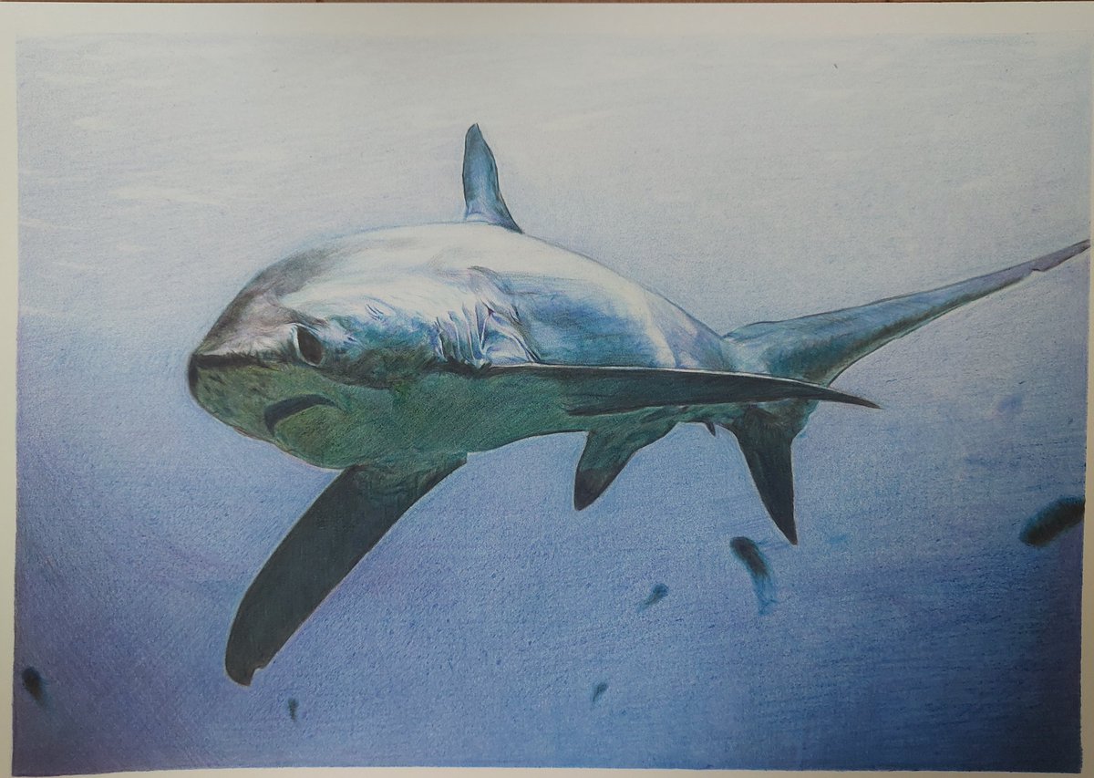 鮫 のイラスト マンガ コスプレ モデル作品 364 件 Twoucan