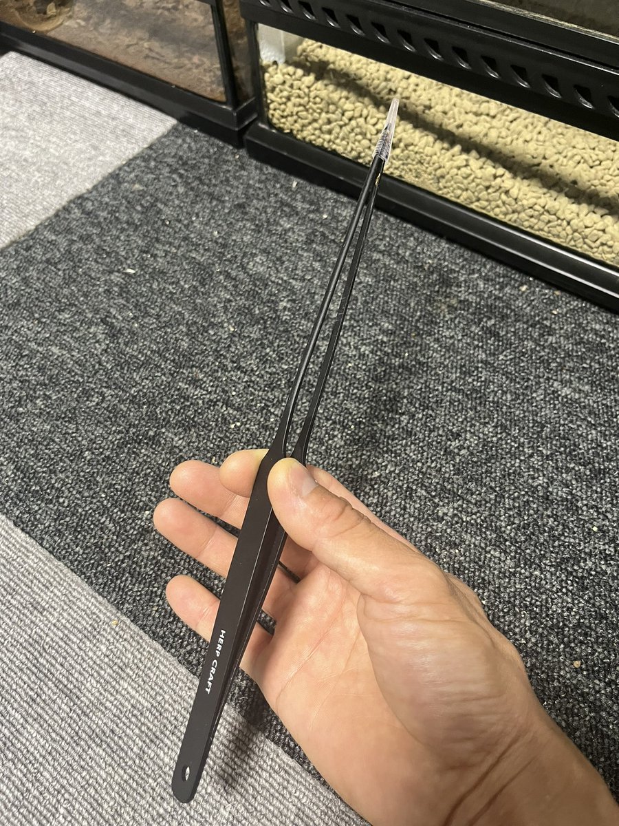 CONPEE3's tweet photo. コンピーでは、
ほぼ全てのクチサケ幼体飼育に
黒色のピンセットを使用してます。
同じ物のほうが反応が良いかと思われます😊
#クチサケヤモリ
#conpee https://t.co/8qzeC7omv1