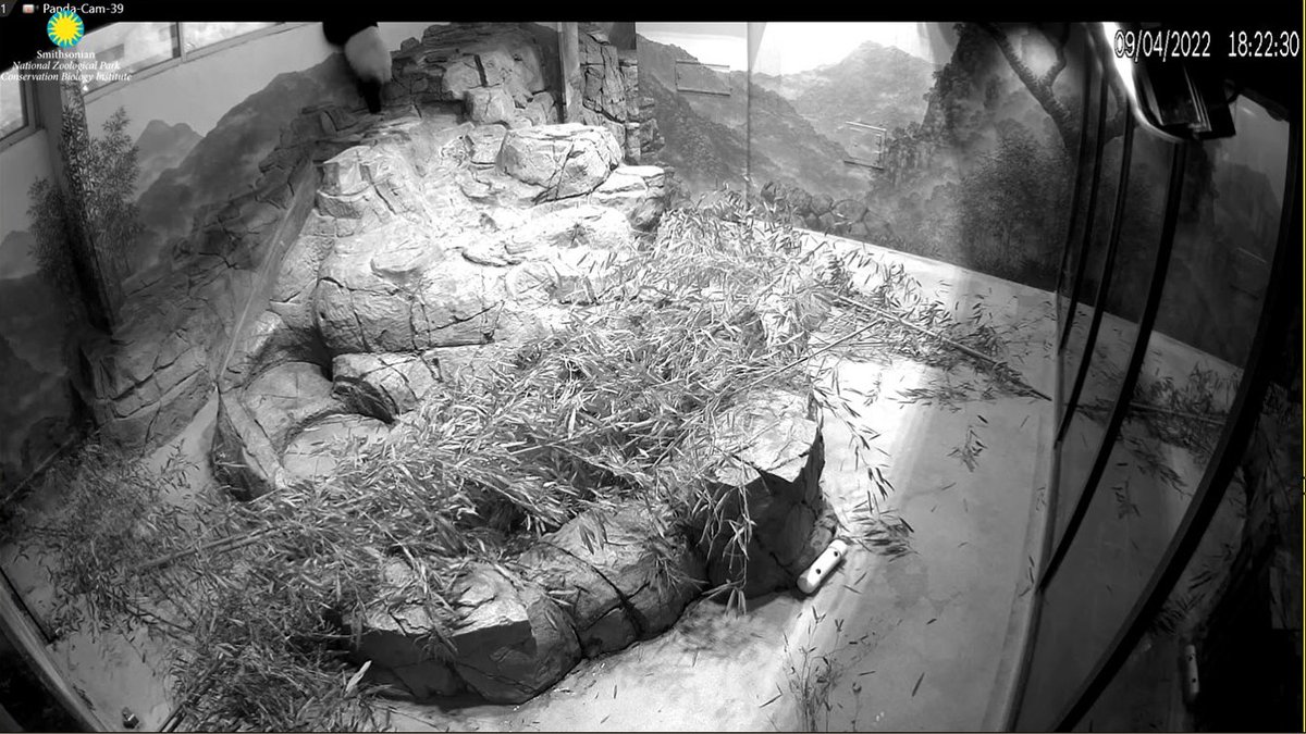 PookieDigi4Ever's tweet photo. Hmm, I wonder what he saw outside. ๐ช๐ #PandaStory #windowgazing #justlikeoldtimes #JBHC @DodgerAmes @CharmCityPanda @kathybowler @sweetg12651 @bluestone356 @LoveofPandas1 @BeccaInBalt @erintophat2 @meganh44 @rosebeck41 @Doralovesbears @bao_xiangtian @Michele_PhD_ https://t.co/7VZUESk4OG