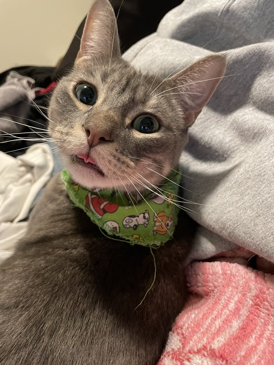 payholla's tweet photo. I can tell I’m my cat’s favorite person bc he follows me everywhere even when my bf is in the apartment but in a different room….no peace w him https://t.co/JoCIH0p5zC