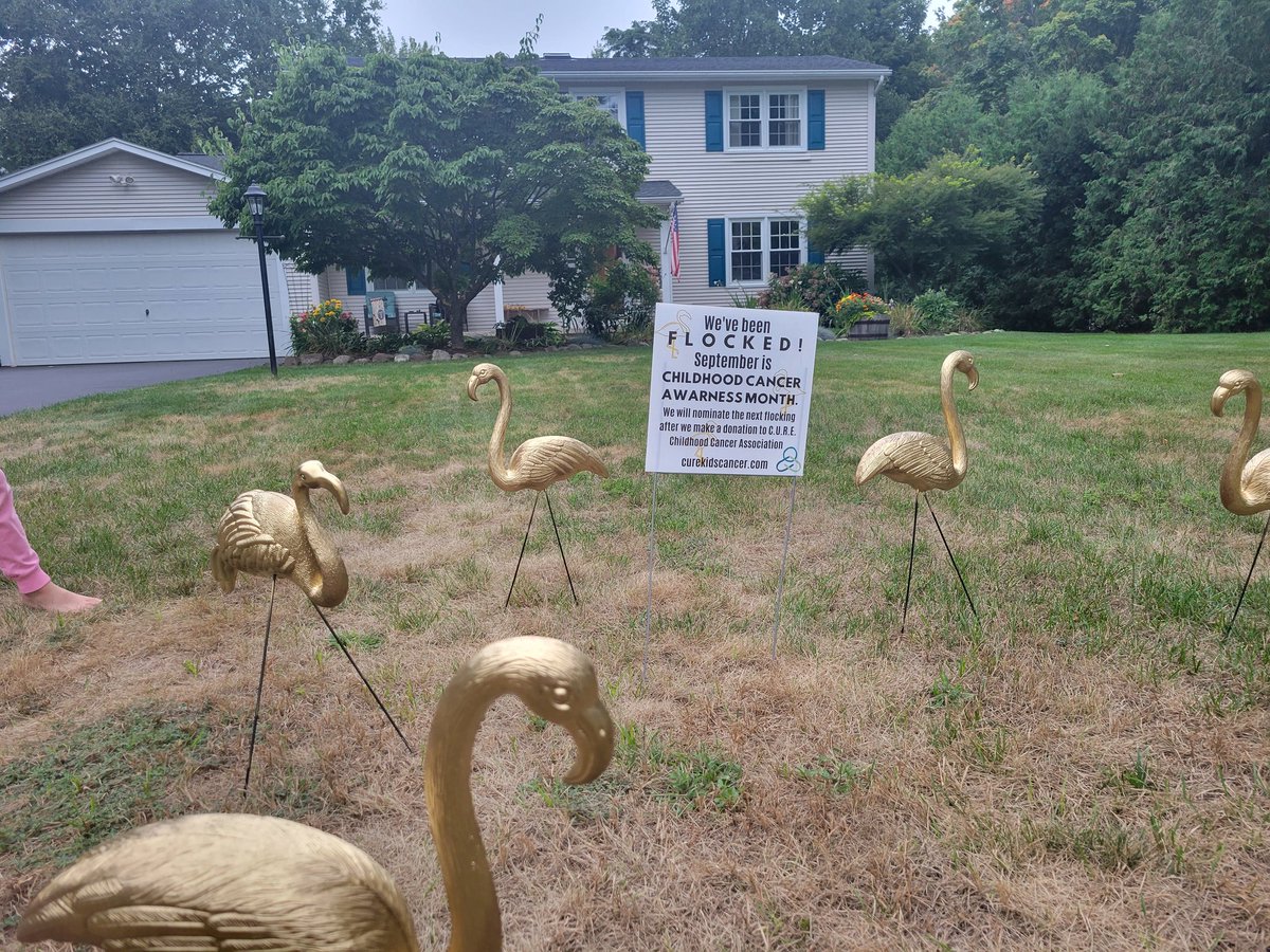 We've been flocked! September is Childhood Cancer Awareness month. When we make a donation to <a href="/CUREchildcancer/">CURE ChildhoodCancer</a> the flock will go to a new yard. Did you know that  less than 4% of research funds go to researching cures for childhood cancer? change.org/p/national-can…