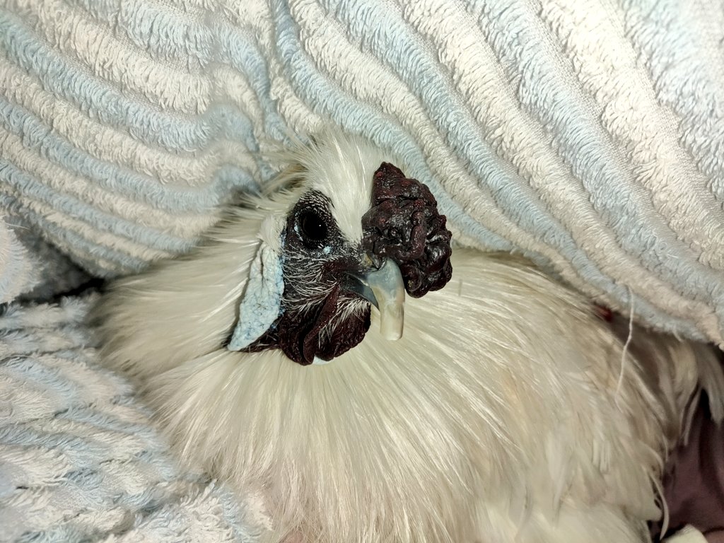 田口絵未花のプロフィール 画像 写真 Webザテレビジョン