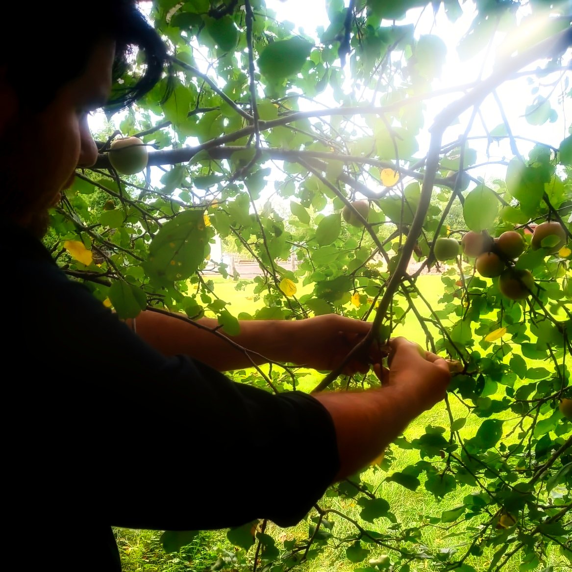 jl_ryan's tweet photo. First apple harvest from Ryan Orchards! #alburghvt https://t.co/MYPMh5dIJK