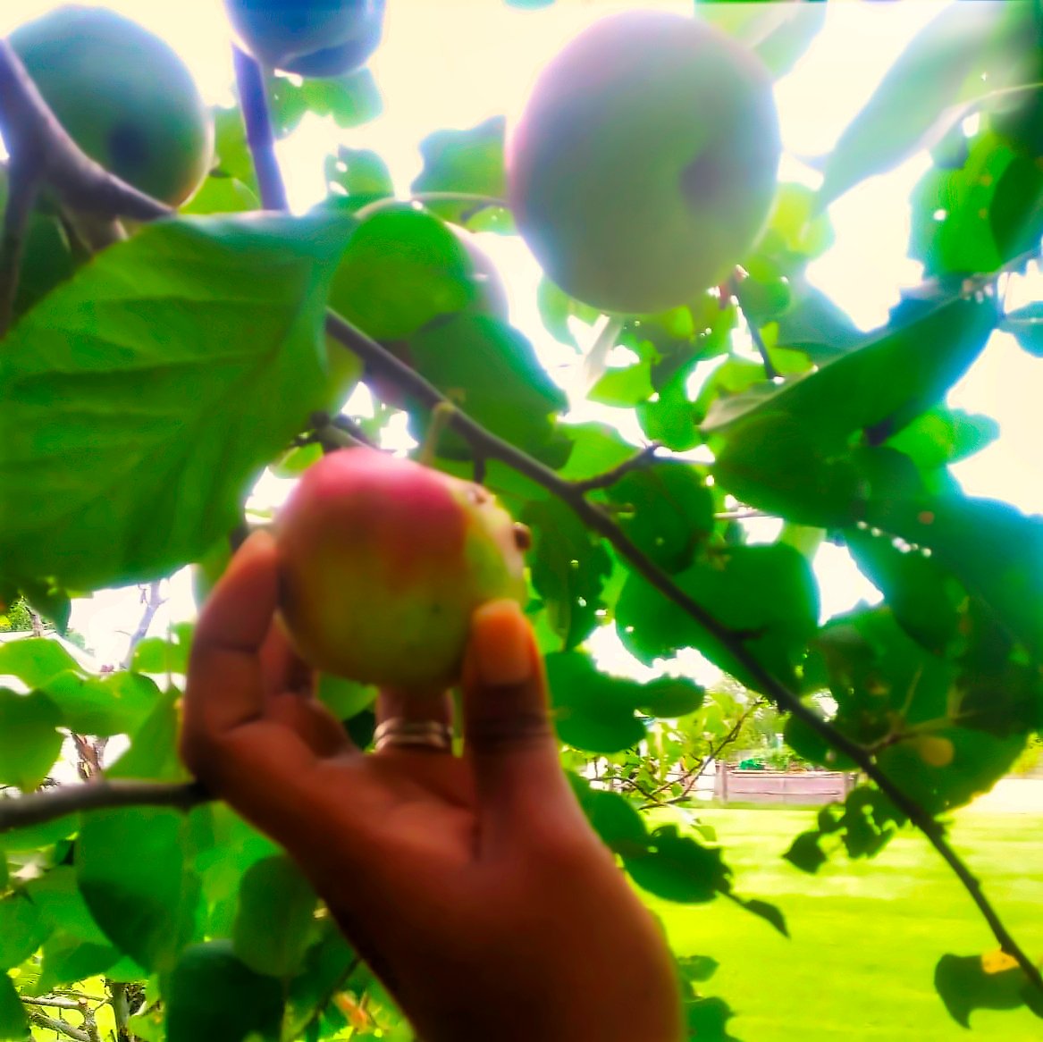 jl_ryan's tweet photo. First apple harvest from Ryan Orchards! #alburghvt https://t.co/MYPMh5dIJK