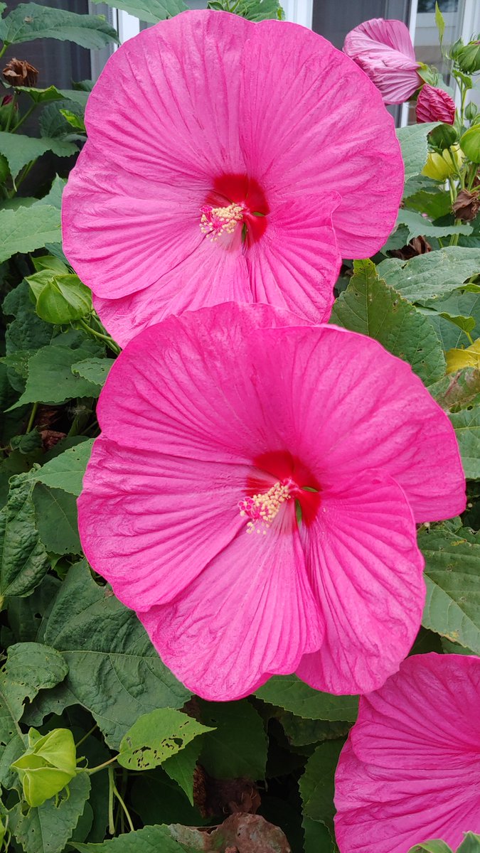 MargWBarber's tweet photo. I couldn't help it. I had to show you a couple of blooms from my hibiscus this year. The blooms were plentiful! https://t.co/lR2msalAZZ