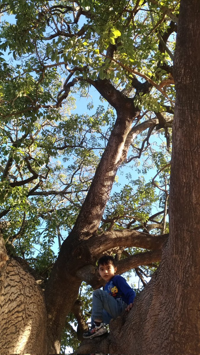paulikase's tweet photo. Estoy a dos caprichitos de subirme al árbol de mi infancia, " el árbol gordo" del #ParqueAlem #Rosario https://t.co/0j4tSFP6Ci