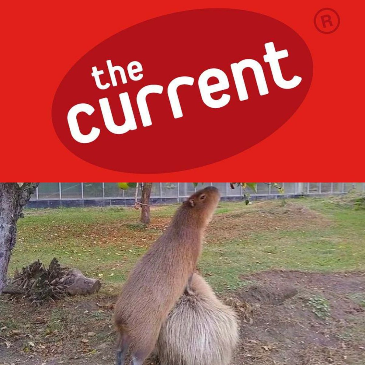 Chazraps's tweet photo. TONIGHT 10 PM CT! I'm on @TheCurrent for #BlockRockinWeekend with jams from @Durrymusic @Rancid @Outkast @ilovelucius @pavement_band @MIAuniverse
@daftpunk @bigthiefmusic @GeneWeen @BenFolds @clairo @TheWarOnDrugs and more!
Listen 89.3 in MN or stream https://t.co/TbXd662orc https://t.co/L1VNIPR00X