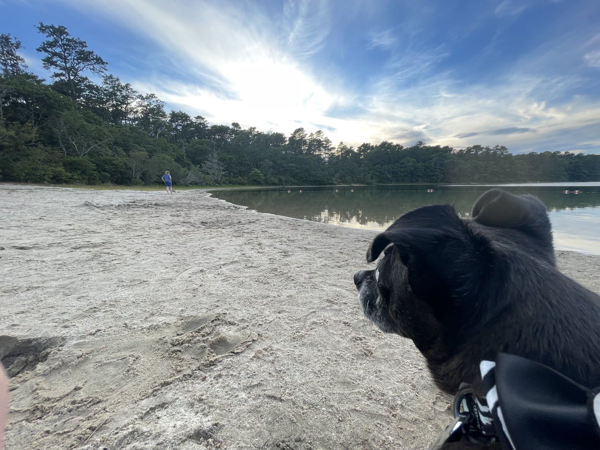 sasysquatchgirl's tweet photo. Chill timeβ¦
#island #scenic #nature #travelingwithdogs https://t.co/O6GB1U2Nfe