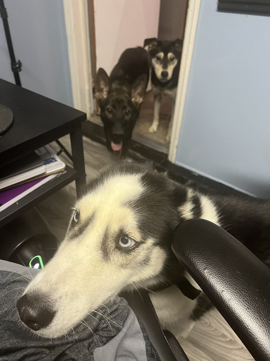 When you’re editing videos but they want attention #ContentCreator #Dogdad #Husky #GermanShepherd #HuskyLab