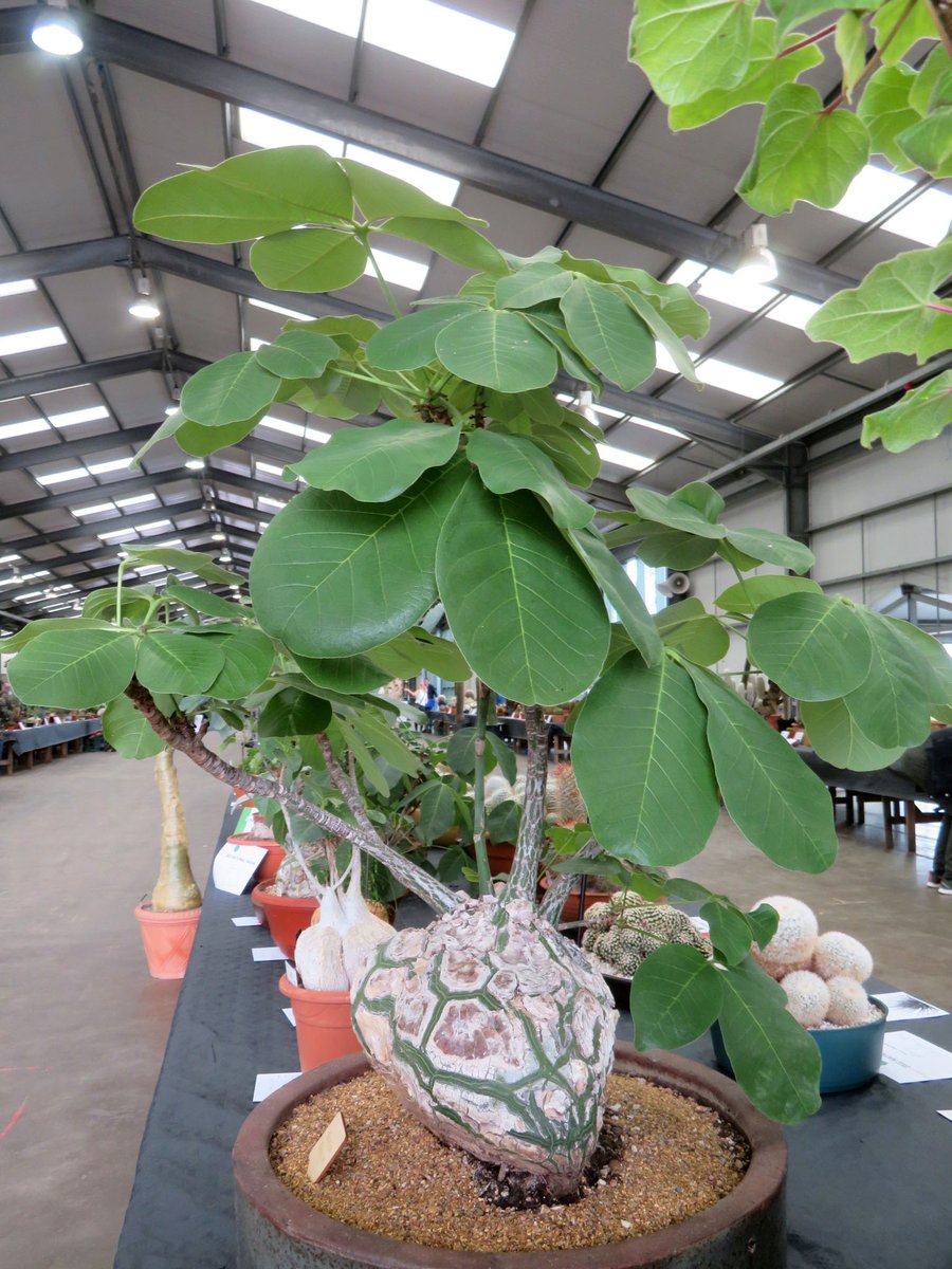 ThreadSquirrel's tweet image. It was the British #Cactus and #Succulent Society's National Show this weekend.  I've never been to one before.  I really enjoyed seeing the huge plants, such as this Bombax.