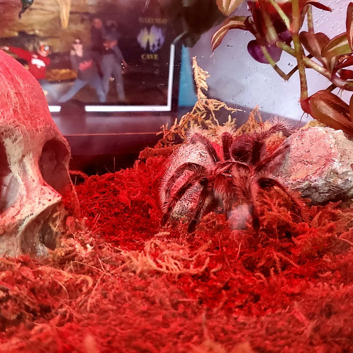 The best part about having a pet tarantula is incorporating her into your Halloween decor.