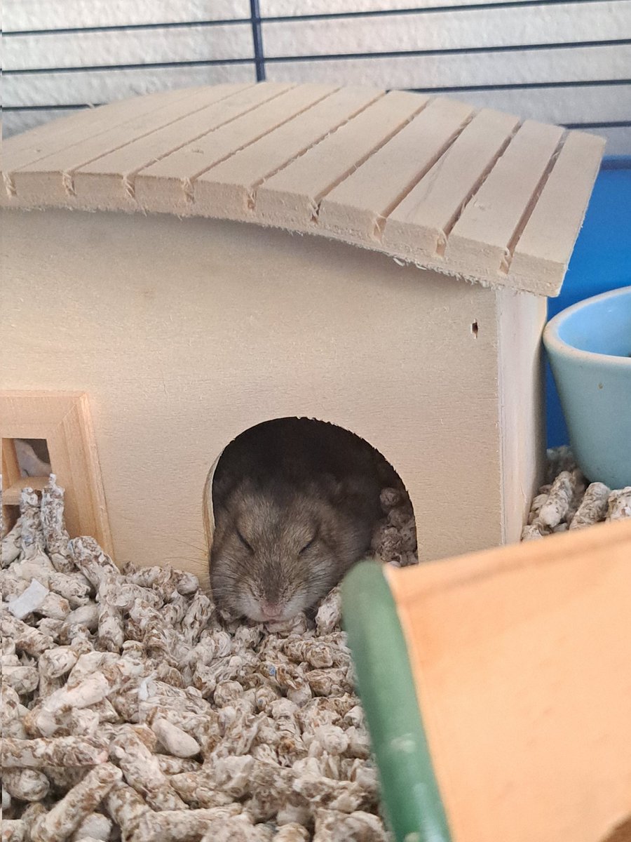 LisaMees3's tweet photo. tonight I've lost this little creature My heart is broken 'cause the silence she leaves is deafening.💔 https://t.co/0mxLAQEdMd