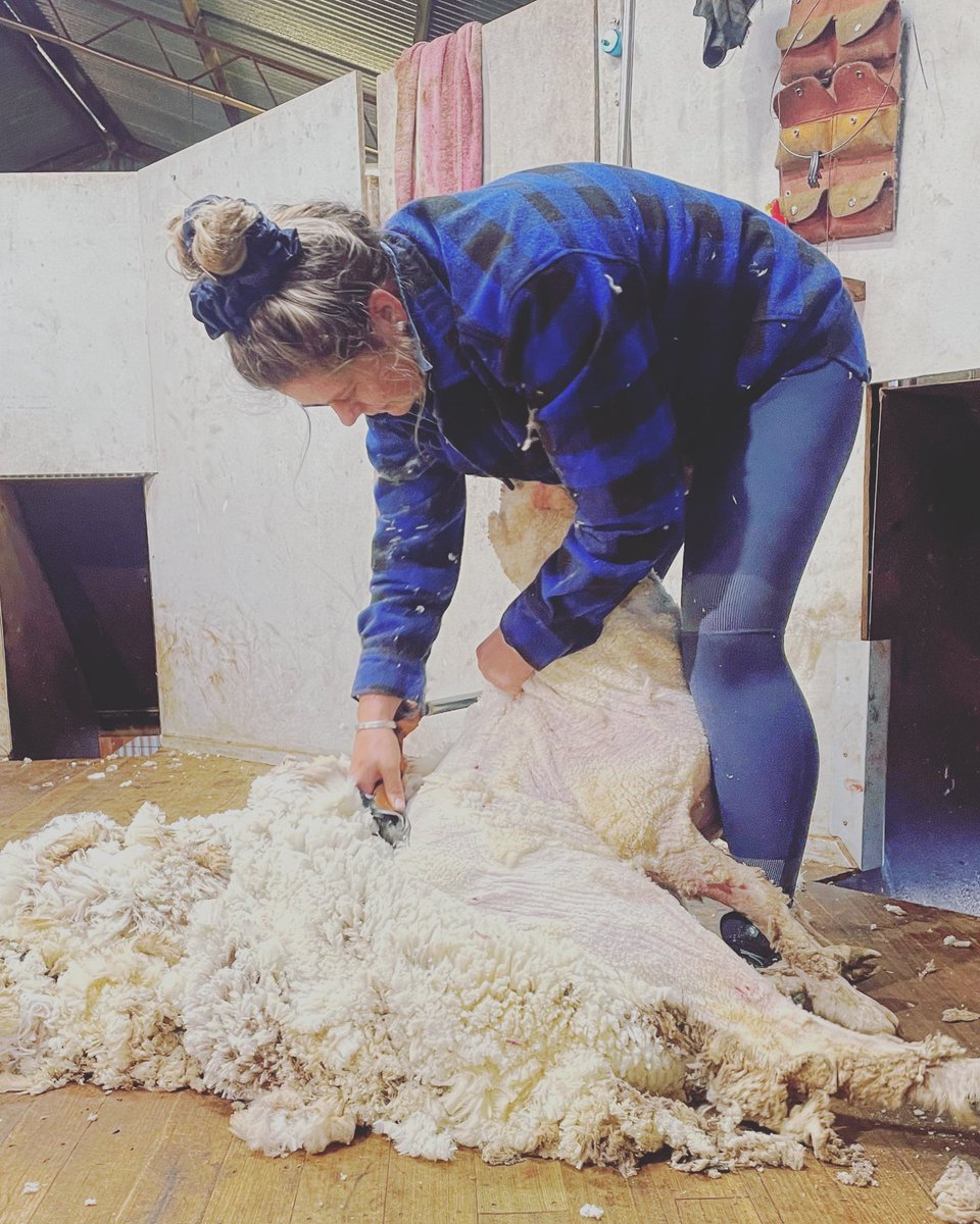 Had a crack at doing the big jobs, can confirm I had quite a few extra blows 😂 #lovewool