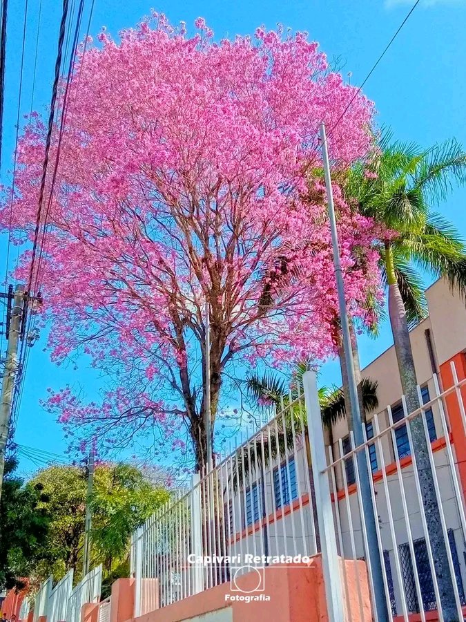 marcoarts_62's tweet photo. Capivari, SP, Brasil
.
.
.
.
#artistavisual #artesvisuais #arte #artista #fotografoartistavisual #fotografo #fotografiadecapivari #capivarisp https://t.co/7VubrSL3K0