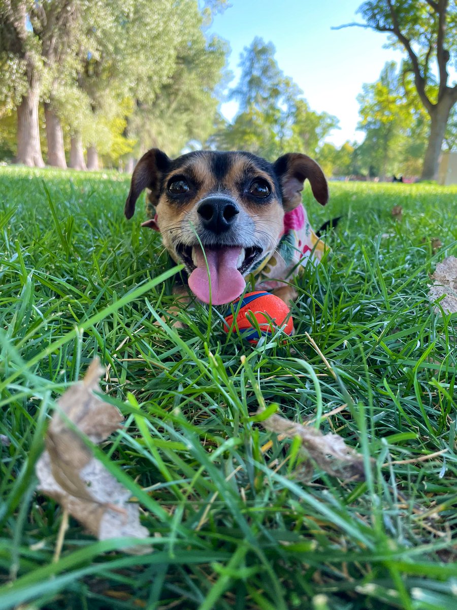 privacypooch's tweet photo. I heard Utah is the next state coming out with a privacy law, so I’m out here doing some *field* research. 🐾
#privacypooch #shiftleftprivacy #privacybydesign #UCPA #utahprivacy https://t.co/SQ0geViE03
