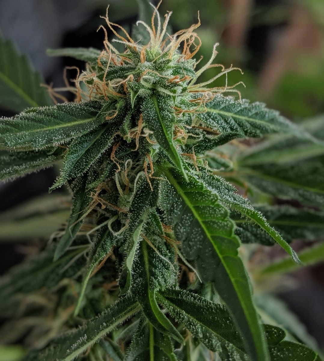 KHCBD's tweet photo. We are surrounded by these lovely ladies right now.

Organically grown in the lush soils of the Appalachian Temperate Rainforest.

It's a dream.

#kingdomharvest #organicfarming #organic #hemp #flowerpower #flower #organichemp #harvest #cbd #wholespectrum #farmlife #hempfarm https://t.co/KhdVt8gXPO