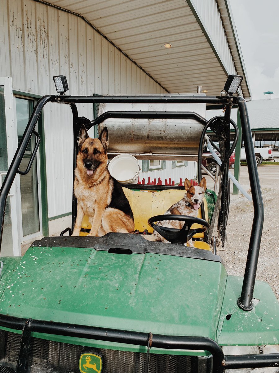 KristenPortena's tweet photo. @JoannaMWallace @LondonKnights @syngentacanada Lou and Keona! Best farm help around 😊 https://t.co/O1hCDgXHPp