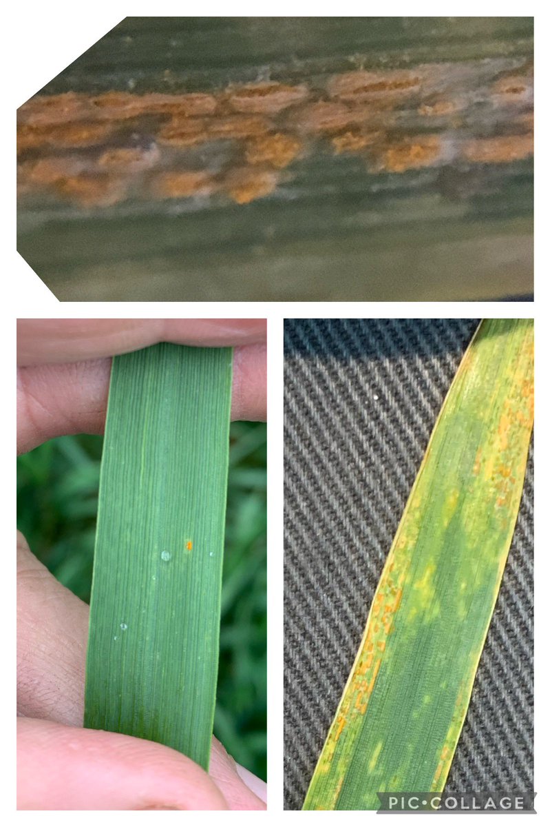 The week that was. Rusts, scald, powdery, Ascochyta, RWA &amp; some frost #more_rain #more_issues