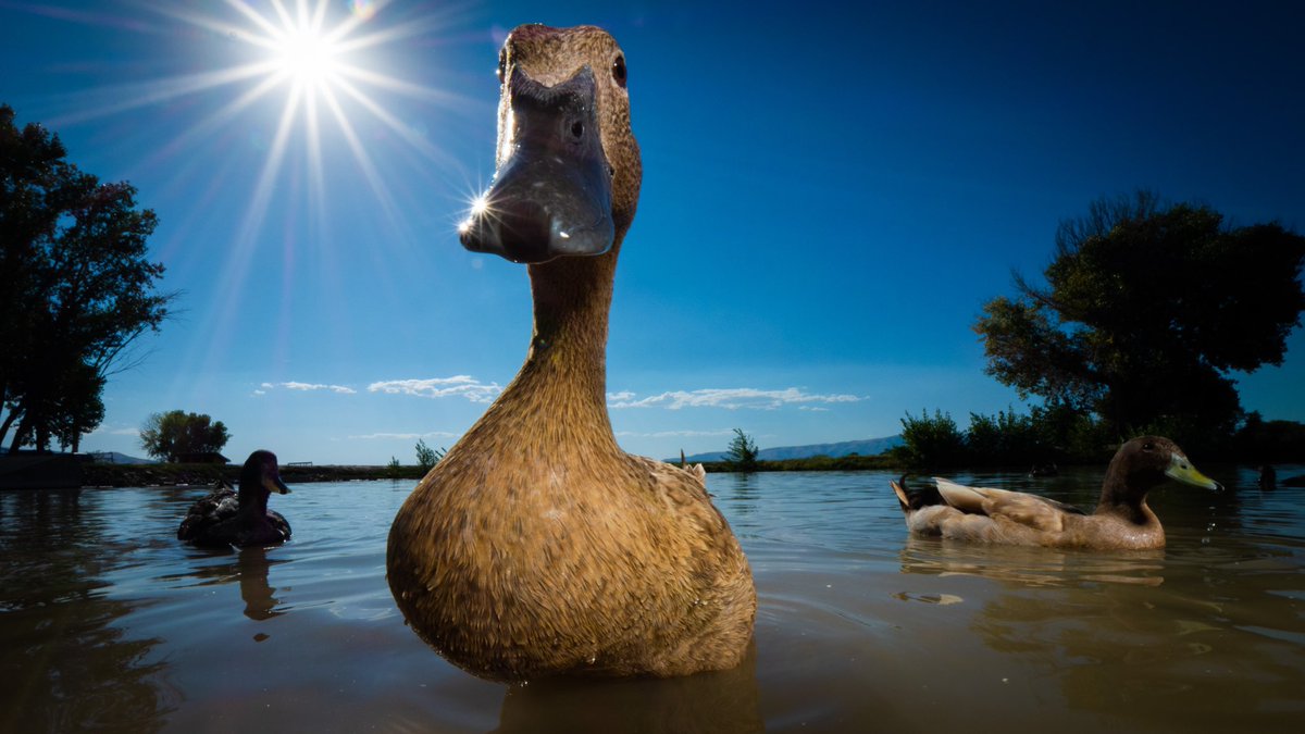 DuckFoodBot's tweet photo. ☝️in order to swim here you need to give me noms 

(retweet to give noms https://t.co/bCx4zPvQWf) https://t.co/T0DQA1SPpP